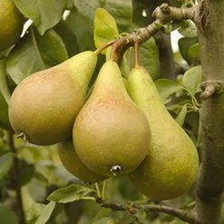 'Conference' Pear Tree -Garden Plants Sales 300003 3