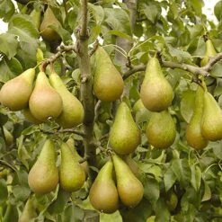 'Conference' Pear Tree -Garden Plants Sales 300003 4