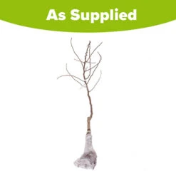 'Conference' Pear Tree -Garden Plants Sales 300003 5