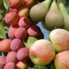 Mini Orchard Fruit Tree Collection -Garden Plants Sales 300004