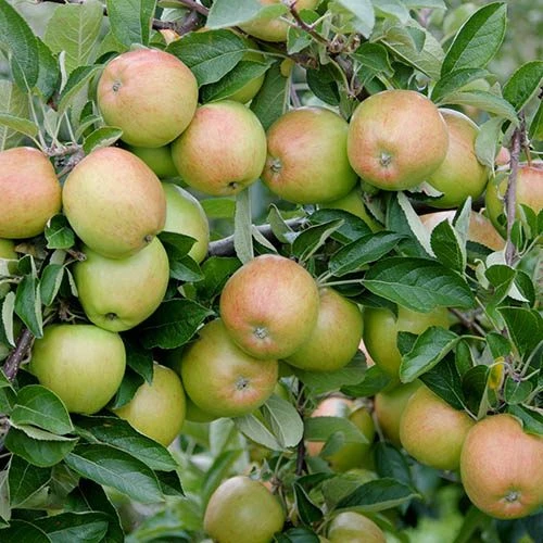 Mini Orchard Fruit Tree Collection 5 Mini Orchard Fruit Tree Collection - Image 3