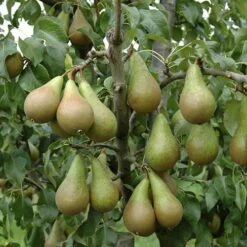 Mini Orchard Fruit Tree Collection 15 Mini Orchard Fruit Tree Collection -Garden Plants Sales 300004 4