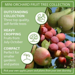 Mini Orchard Fruit Tree Collection 19 Mini Orchard Fruit Tree Collection -Garden Plants Sales 300004 8