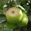 'Bramley' Apple Tree -Garden Plants Sales 300006