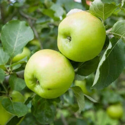 'Bramley' Apple Tree 12 'Bramley' Apple Tree -Garden Plants Sales 300006 4