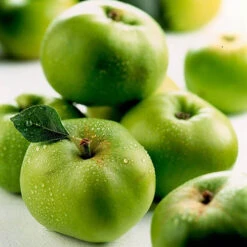 'Bramley' Apple Tree 13 'Bramley' Apple Tree -Garden Plants Sales 300006 5