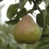 Pear 'Doyenne Du Comice' Tree 2 Pear 'Doyenne Du Comice' Tree -Garden Plants Sales 300009