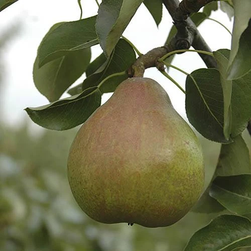 Pear 'Doyenne Du Comice' Tree 3 Pear 'Doyenne Du Comice' Tree
