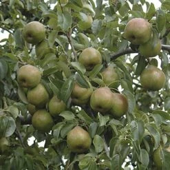 Pear 'Doyenne Du Comice' Tree 9 Pear 'Doyenne Du Comice' Tree -Garden Plants Sales 300009 2