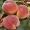Peach 'Redhaven' Tree 1 Peach 'Redhaven' Tree -Garden Plants Sales 300010