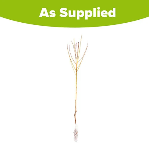 Peach 'Redhaven' Tree 7 Peach 'Redhaven' Tree - Image 5