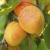 Apricot 'Early Moorpark' Tree -Garden Plants Sales 300011