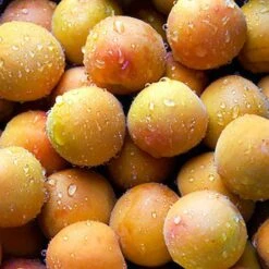 Apricot 'Early Moorpark' Tree -Garden Plants Sales 300011 2