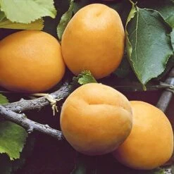 Apricot 'Early Moorpark' Tree -Garden Plants Sales 300011 3