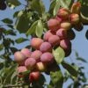 Plum 'Victoria' -Garden Plants Sales 300025
