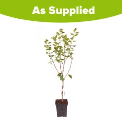 Plum 'Victoria' 15 Plum 'Victoria' -Garden Plants Sales 300025 6