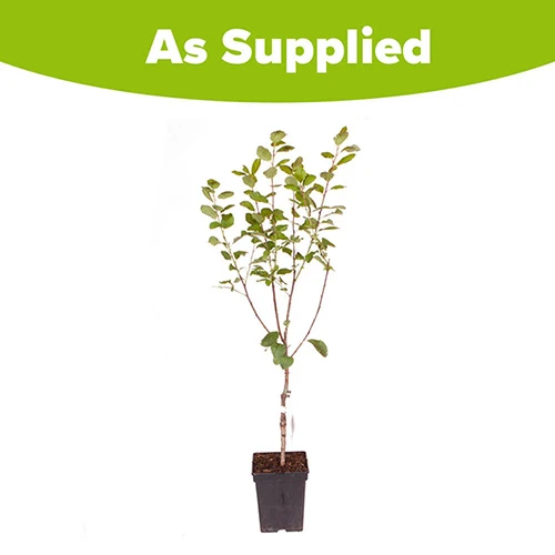 Plum 'Victoria' 9 Plum 'Victoria' - Image 7