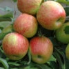 Apple 'Braeburn' Tree -Garden Plants Sales 300031
