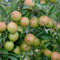Apple 'Braeburn' Tree -Garden Plants Sales 300031 2