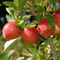 Apple 'Braeburn' Tree -Garden Plants Sales 300031 4