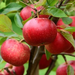 Apple Malus Domestica 'Discovery'