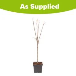 Apple Malus Domestica 'Discovery' -Garden Plants Sales 300040 2