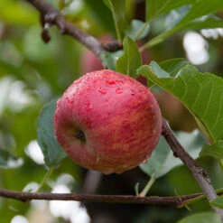 Apple 'Gala' Tree -Garden Plants Sales 300041 2