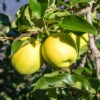Apple 'Golden Delicious' Tree 1 Apple 'Golden Delicious' Tree -Garden Plants Sales 300042