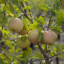 Apple 'Golden Delicious' Tree -Garden Plants Sales 300042 2