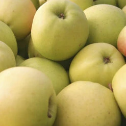 Apple 'Golden Delicious' Tree -Garden Plants Sales 300042 3
