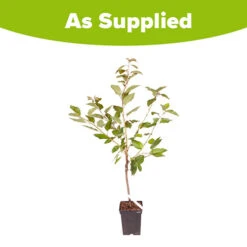 Sweet Cherry 'Regina' 7 Sweet Cherry 'Regina' -Garden Plants Sales 300053 2