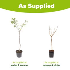 Cherry Tree 'Stella' 16 Cherry Tree 'Stella' -Garden Plants Sales 300057 6