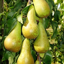 Duo Fruit Tree - Pear Conference & Concorde -Garden Plants Sales 300064 2