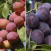 Duo Plum Fruit Tree