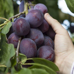 Duo Plum Fruit Tree -Garden Plants Sales 300066 2