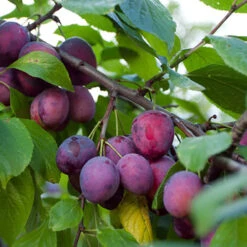 Duo Plum Fruit Tree -Garden Plants Sales 300066 3