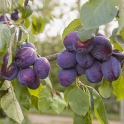 Duo Plum Fruit Tree -Garden Plants Sales 300066 4