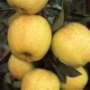 Apple 'Malus' Golden Delicious 2 Apple 'Malus' Golden Delicious -Garden Plants Sales 300076
