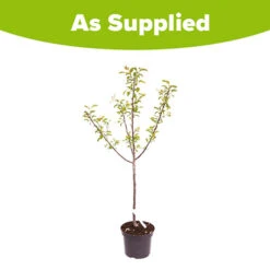 Plum 'Mirabelle De Nancy' -Garden Plants Sales 300084 3