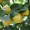 'Sibley's Patio Quince' -Garden Plants Sales 300119