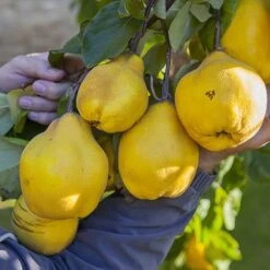 'Sibley's Patio Quince' -Garden Plants Sales 300119 2