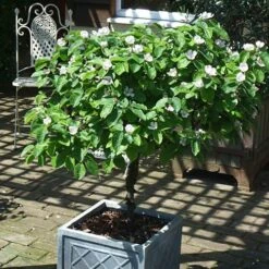 'Sibley's Patio Quince' -Garden Plants Sales 300119 3