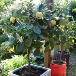 'Sibley's Patio Quince' -Garden Plants Sales 300119 5
