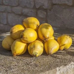 'Sibley's Patio Quince' -Garden Plants Sales 300119 6