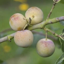 Patio Gage Reine-Claude Oullins -Garden Plants Sales 300140 2