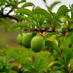 Patio Gage Reine-Claude Oullins -Garden Plants Sales 300140 3