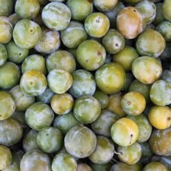 Patio Gage Reine-Claude Oullins -Garden Plants Sales 300140 4