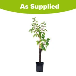 Patio Gage Reine-Claude Oullins -Garden Plants Sales 300140 6