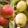 Duo Fruit Tree Apple 'Elstar' And 'Golden Delicious' 1 Duo Fruit Tree Apple 'Elstar' And 'Golden Delicious' -Garden Plants Sales 300147