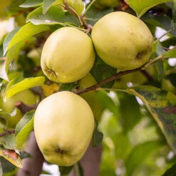 Duo Fruit Tree Apple 'Elstar' And 'Golden Delicious' -Garden Plants Sales 300147 2